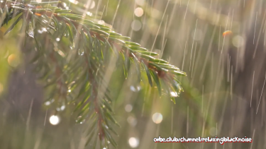 Rainy Day | Evergreen Forest Rain | Relax, Focus, Sleep | White